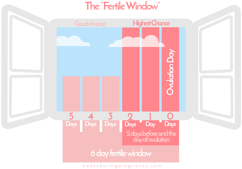 ovulation-timing-chart