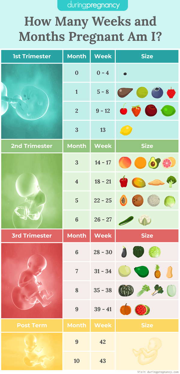 29 Weeks To Months Pregnancy Chart