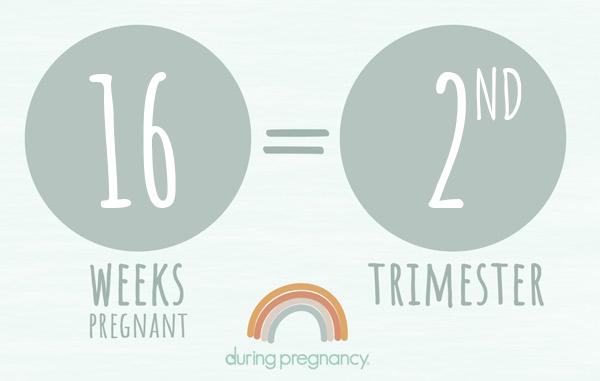16 weeks pregnant is Trimester 2