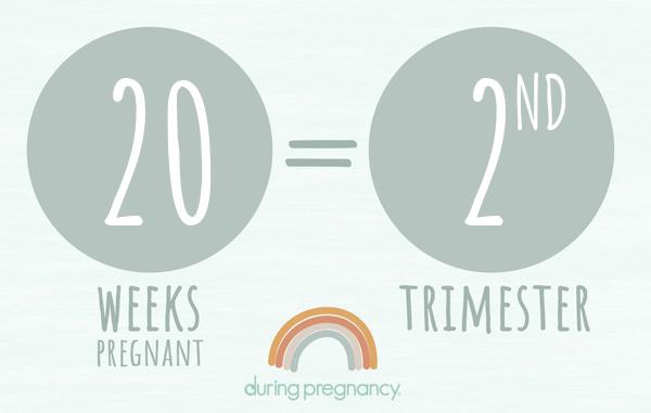 20 weeks pregnant is Trimester 2