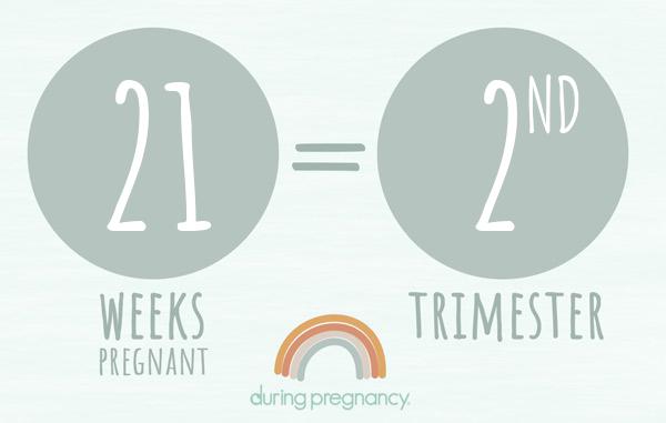 21 weeks pregnant is Trimester 2