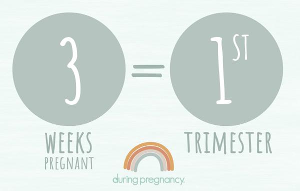 3 weeks pregnant is Trimester 1
