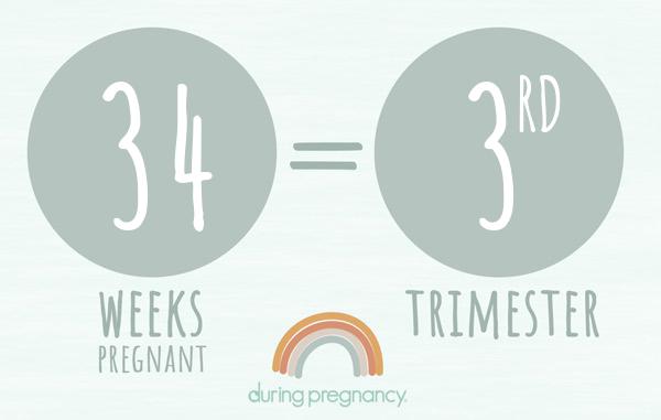 34 weeks pregnant is Trimester 3