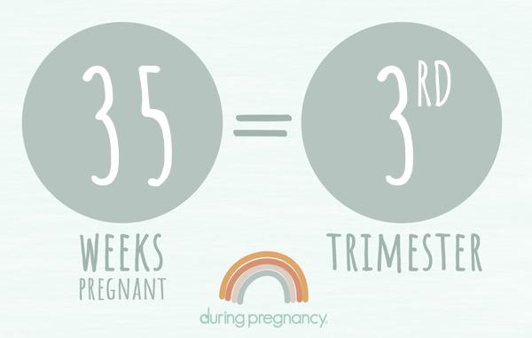 35 weeks pregnant is Trimester 3