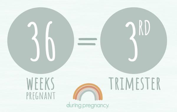 36 weeks pregnant is Trimester 3