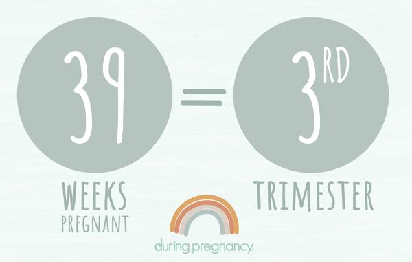 39 weeks pregnant is Trimester 3