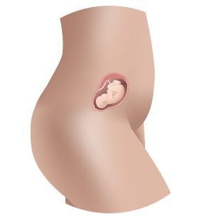 Baby at 15 weeks in womb
