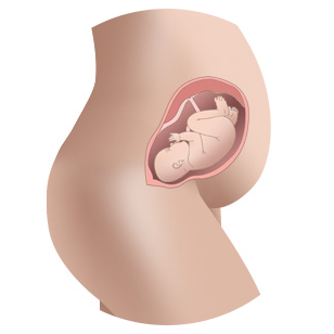 Baby at 26 weeks in womb