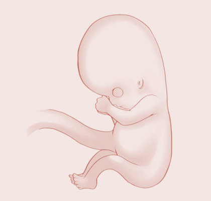 10 Weeks pregnant illustration