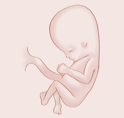 11 Weeks pregnant illustration