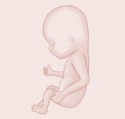 12 Weeks pregnant illustration