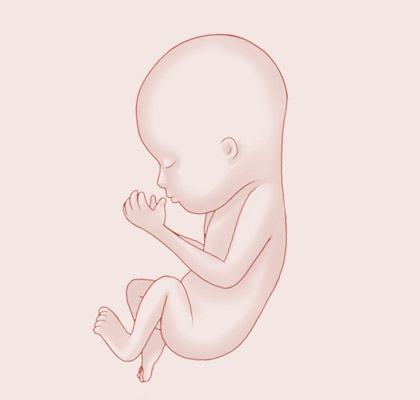13 Weeks pregnant illustration