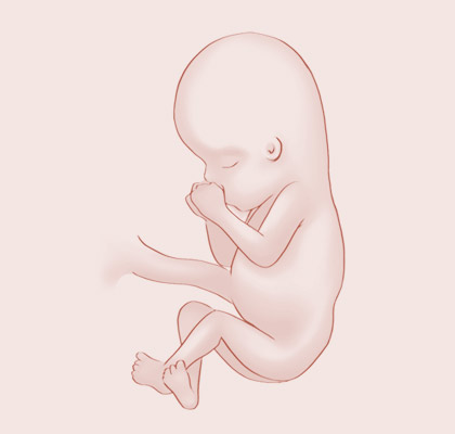 14 Weeks pregnant illustration
