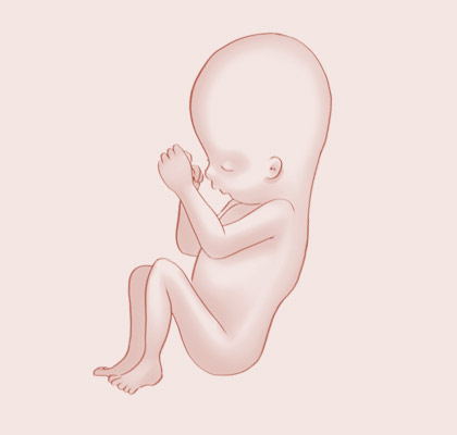15 Weeks pregnant illustration
