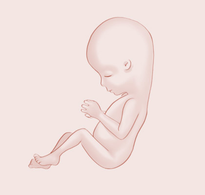 16 Weeks pregnant illustration