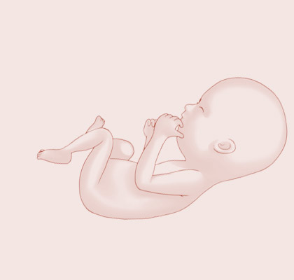 17 Weeks pregnant illustration