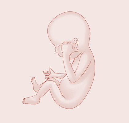 20 Weeks pregnant illustration