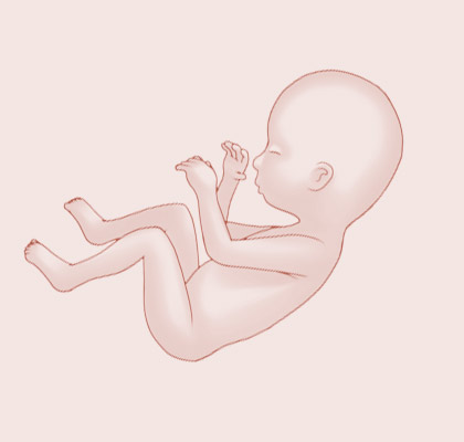 22 Weeks pregnant illustration
