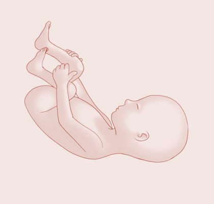 23 Weeks pregnant illustration