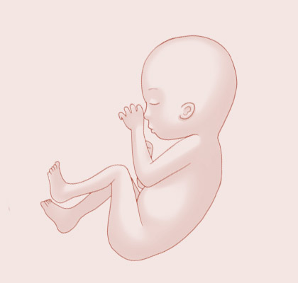 24 Weeks pregnant illustration