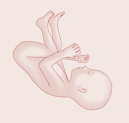 25 Weeks pregnant illustration