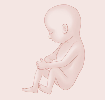 26 Weeks pregnant illustration