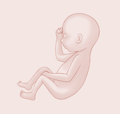 28 Weeks pregnant illustration