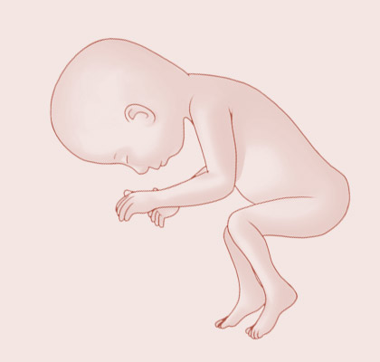 30 Weeks pregnant illustration