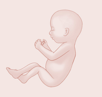 31 Weeks pregnant illustration