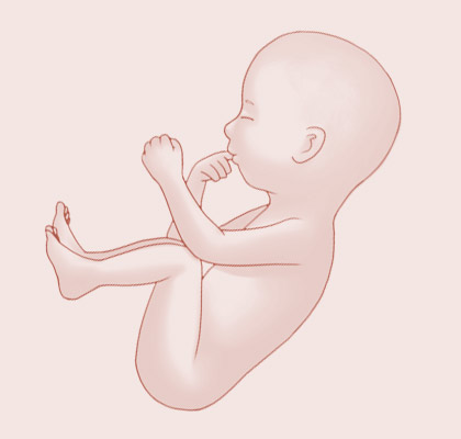 32 Weeks pregnant illustration