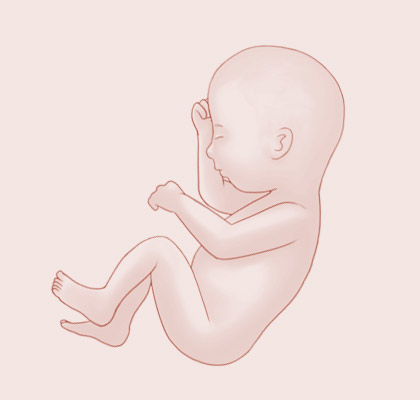33 Weeks pregnant illustration