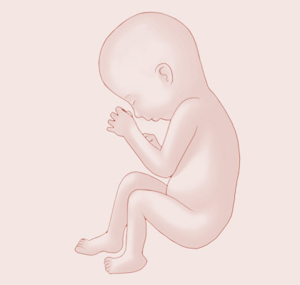 34 Weeks pregnant illustration