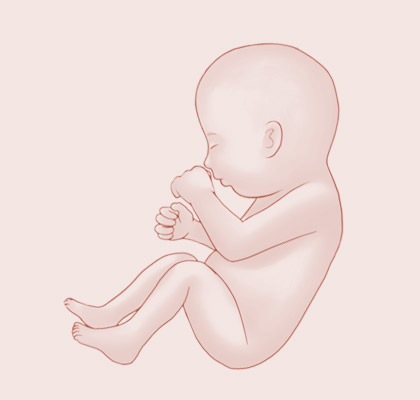 35 Weeks pregnant illustration