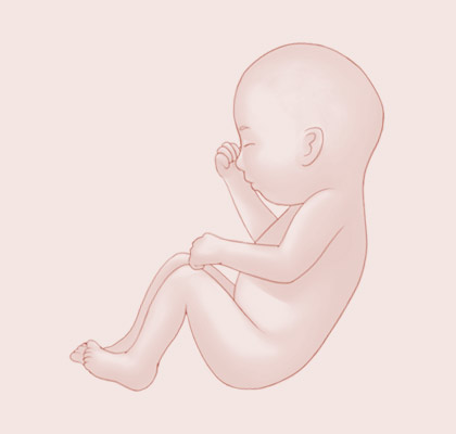 36 Weeks pregnant illustration