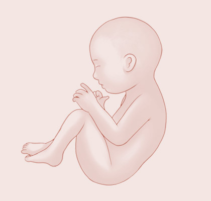 38 Weeks pregnant illustration