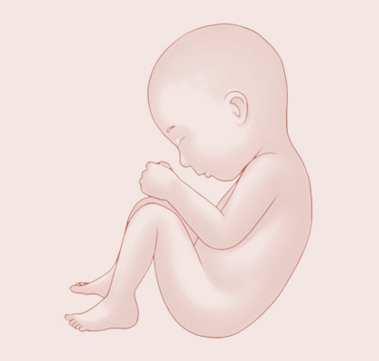 39 Weeks pregnant illustration