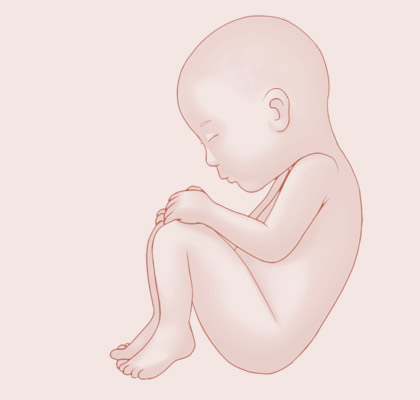 40 Weeks pregnant illustration