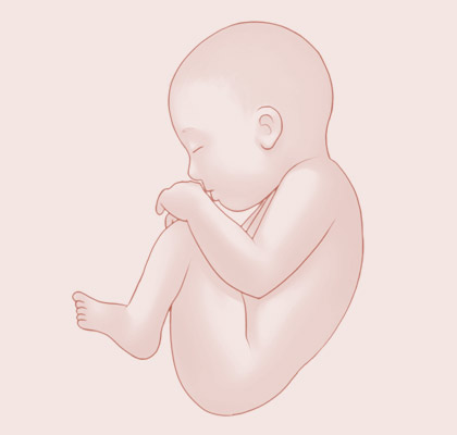 42 Weeks pregnant illustration