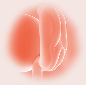 5 Weeks pregnant illustration