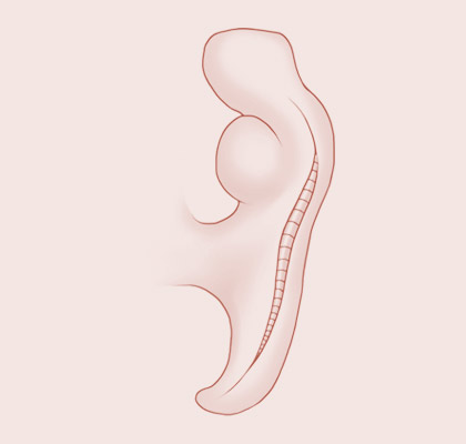 5 Weeks pregnant illustration