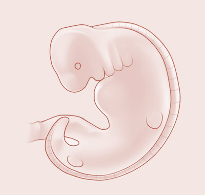 6 Weeks pregnant illustration