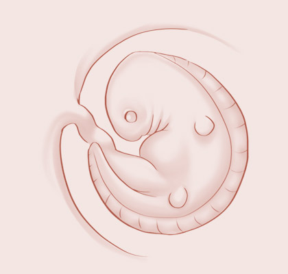 7 Weeks pregnant illustration