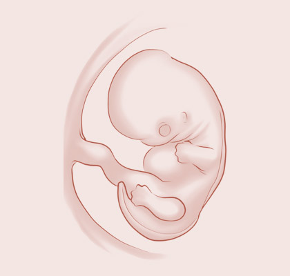 8 Weeks pregnant illustration