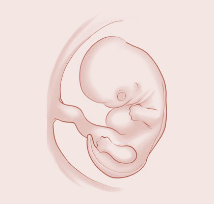 8 Weeks pregnant illustration