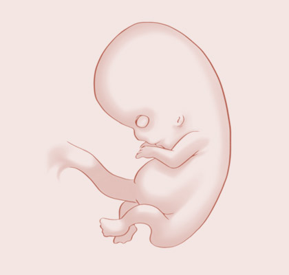 9 Weeks pregnant illustration