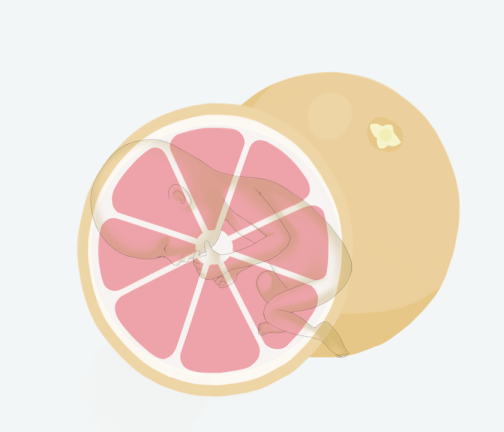 Size of baby: Grapefruit
