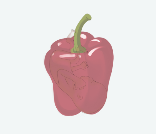Size of baby: Bell Pepper