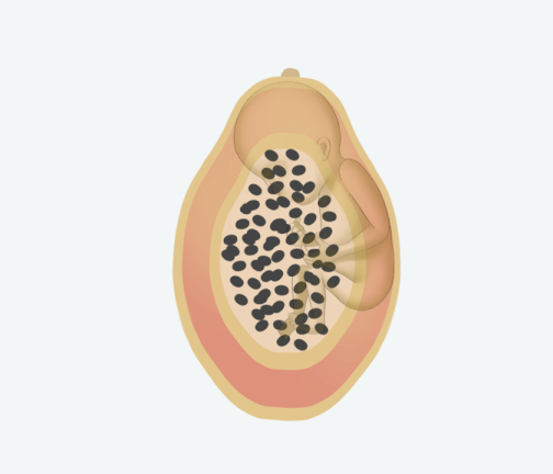 Size of baby: Papaya