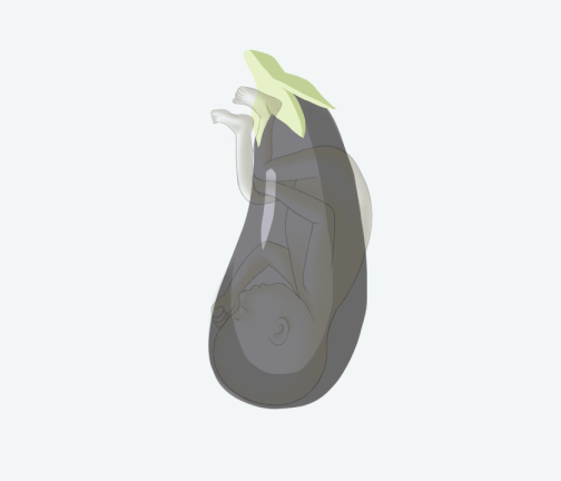 Size of baby: Eggplant