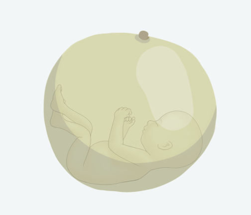 Size of baby: Honeydew Melon